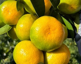 Rare Honey Tangerine Tree Bare Root Sapling, Sweet Mandarin Live Fruit Plant for Home Orchard, Premium Citrus Seedling