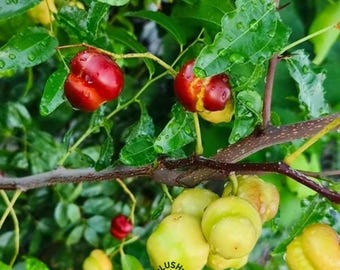 Rare Gourd Jujube Tree, Hulu Shaped Chinese Date, Ornamental Edible Fruit Plant