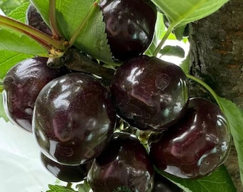 Black Pearl Cherry Tree Sapling, Jumbo Dark Sweet Fruit, Bare Root Home Orchard