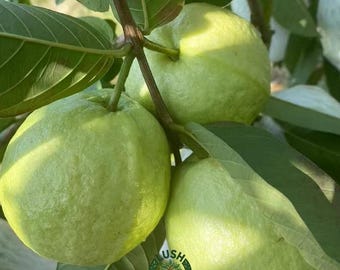 White Cream Guava Tree Sapling: Hand-Grafted, Bare-Root Tropical Fruit Plant