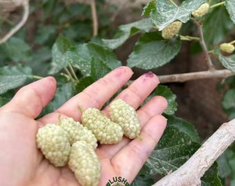 White Angel Mulberry Tree: Grafted Bare Root Sapling, Honey-Sweet Berries (Fruit Plant)