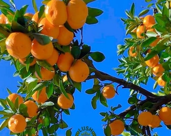 Dwarf Mandarin Orange Tree – Sweet Citrus Fruit, Indoor/Outdoor Plant (1-2 Feet)