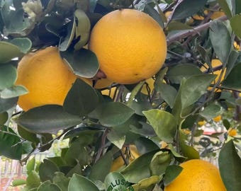 Chunxiang Golden Pomelo Tree – Grafted, Self-Pollinating Citrus Sapling