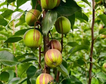 Rainbow Asian Pear Tree: Grafted Bare Root Sapling, Sweet Fruit Landscape Plant