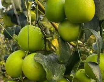 Green Honey Jujube Bare Root Tree, Crisp Juicy Chinese Date Fruit Plant, Zones 6-10