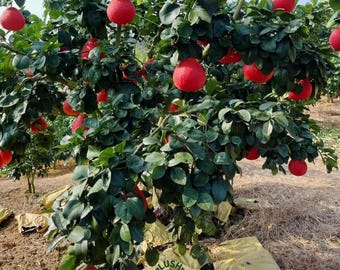 Fragrant Red Pomelo Tree – Grafted, Self-Pollinating Citrus Live Plant