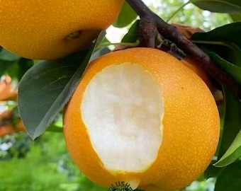 Grafted Akizuki Autumn Moon Pear Tree Sapling: Sweet Japanese Exotic Fruit Live Plant