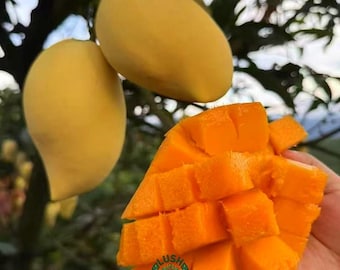 Yingzui Eagle Beak Mango Sapling: Grafted Tropical Fruit Tree (Bare Root)