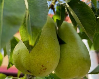 Grafted Hulu Bottle Pear Tree Sapling: Calabash Fruit, Bare Root Orchard Plant