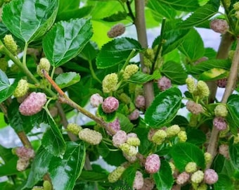 Purple Jade Mulberry Tree: Sweet Asian Berry Sapling, High Yield Backyard Plant