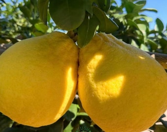 Shatian Pomelo Tree Sapling – Grafted Bare Root, Self-Pollinating Live Plant