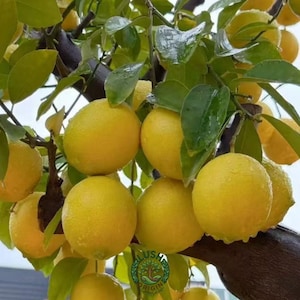 May include: A lemon tree branch laden with multiple bright yellow, round lemons and vibrant green leaves. The fruit surfaces appear slightly textured and moist, with some water droplets visible on the skins and foliage under natural light.