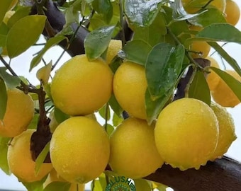 Improved Meyer Lemon Tree – Fragrant Citrus Starter Plant, Easy Grow Fruit Home Garden