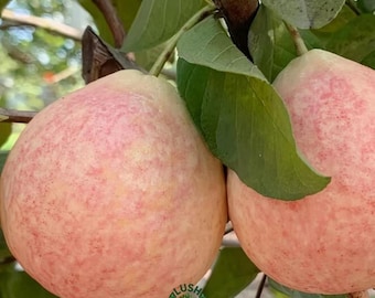 Carmine Pink Guava Tree Sapling: Hand-Grafted Tropical Fruit Live Plant (Bare Root)