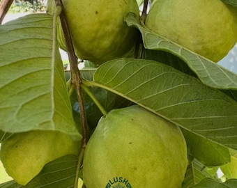 Giant King Guava Sapling: Hand-Grafted White Fruit Tree (Bare Root)