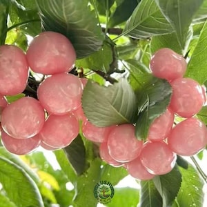 May include: A cluster of round, light pink cherries hanging from a branch with vibrant green leaves. The fruit has a smooth, glossy skin and a uniform pale pink color. A small circular logo with a tree icon is visible at the bottom center.