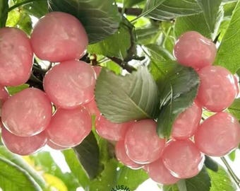 Pink Cream Cherry Tree Sapling, Pastel Blush Fruit, Bare Root Live Plant