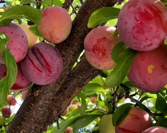 Beauty Plum Tree Sapling: Crimson Red Sweet Fruit, High Yield, Easy Grow Backyard Orchard