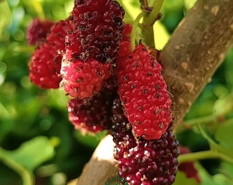 Crystal White Mulberry Tree Sapling: Honey Sweet Translucent Berry Plant