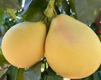 Honey Pomelo Tree – Giant Sweet Citrus Fruit, Grafted Starter Plant High Yielding