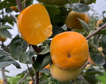 Grafted Fuyu Jiro Persimmon Tree – Sweet, Crunchy, Non-Astringent Fruit, Fast Growing Orchard Plant