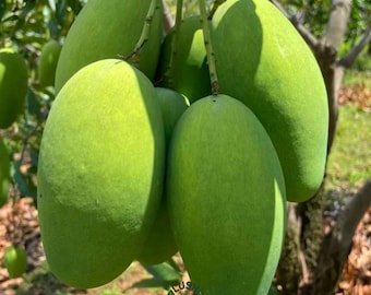 Rare Coconut Mango Tree Grafted Sapling: Fiberless Sweet Tropical Fruit Plant