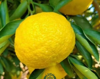 Golden Gong Pomelo Tree Sapling – Grafted Bare Root Citrus Live Plant