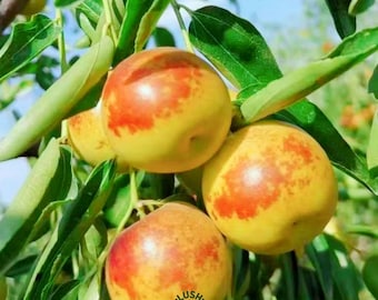 Dongzao Winter Jujube Tree, King of Dates, Sweet Apple-like Fruit (Bare Root)