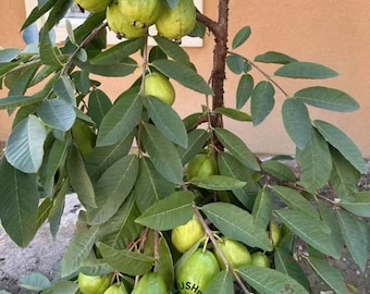 Taiwanese Pearl Guava Tree: Hand-Grafted Live Fruit Sapling, Crispy White Asian Guava Plant