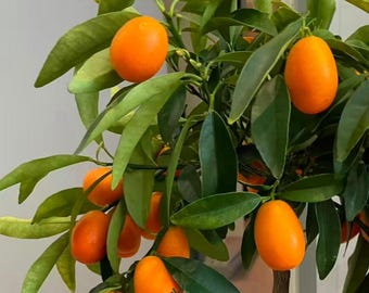 Kumquat Tree Sapling, Sweet Edible Peel Citrus Plant, Dwarf Fruit Tree