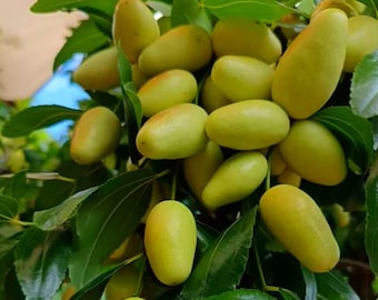 Maya Horse Tooth Jujube, Heirloom Elongated Date, Juicy Sweet Fruit, Cold Hardy Bare Root