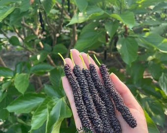 Pakistan Long Mulberry Tree Sapling: Grafted Giant Fruit Plant for Garden
