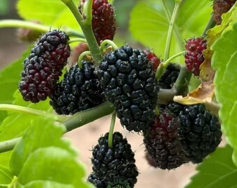Black Pearl Mulberry Tree: Grafted Bare Root Sapling, Extremely Sweet Dark Berries (Fast Fruiting)