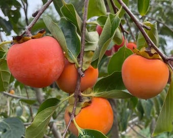 Fuyu Persimmon Tree – Non-Astringent Fruit Plant, Bare Root, Cold Hardy Home Garden Evergreen