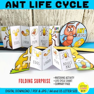 May include: A colorful educational folding surprise featuring the ant life cycle. The design includes illustrations of eggs, larva, pupa, and adult ants. Text includes "Ant Life Cycle", "Folding Surprise", and "Digital Download".