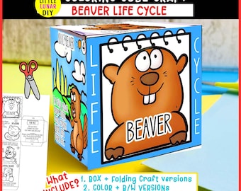 Biber Lebenszyklus Cube Box Falthandwerk: MAMMAL Wald Waldtierstudie Interaktive Wissenschaftliche Ressourcenaktivität Kinder Vorschullernen