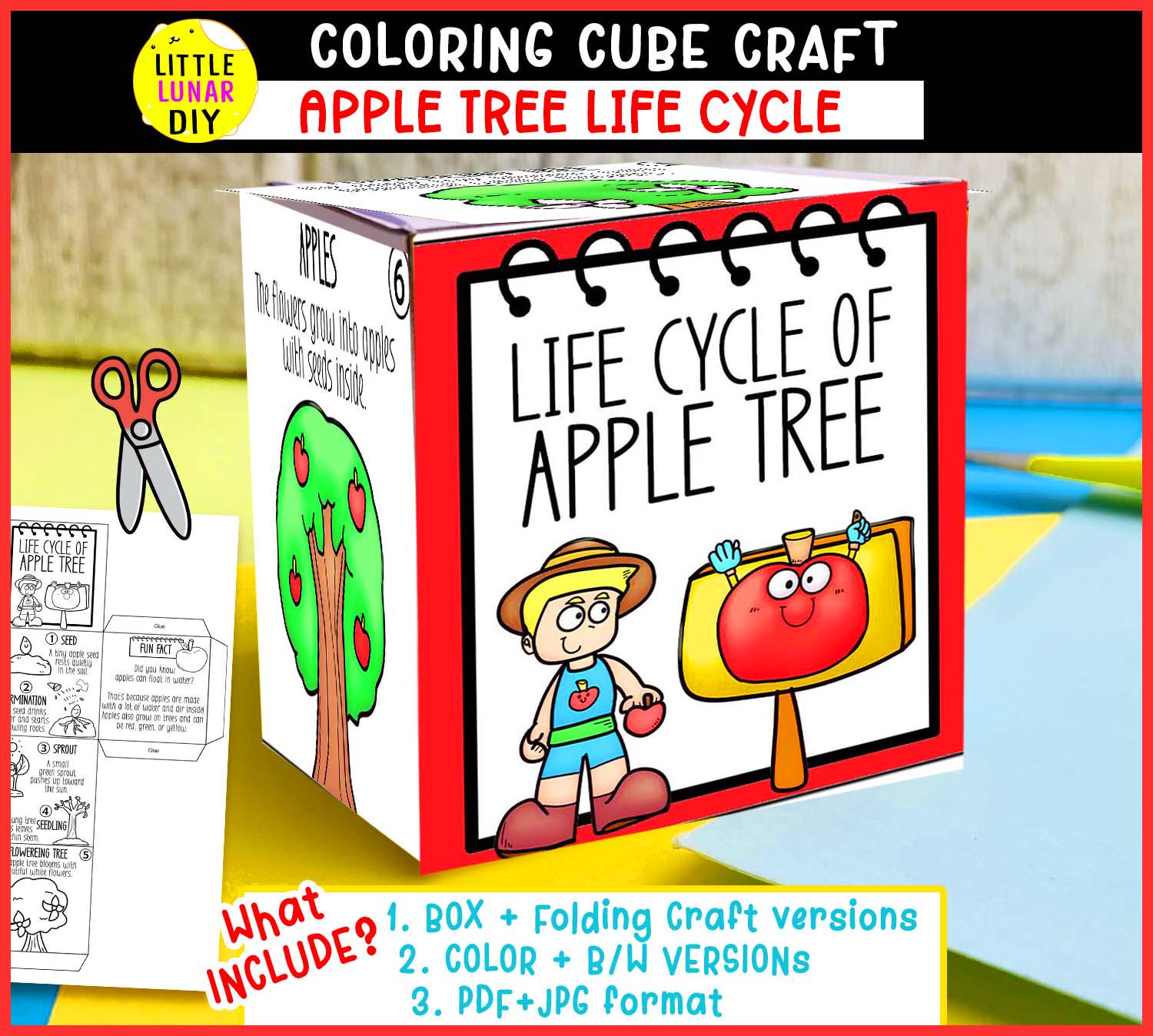 Apple Tree Life Cycle Cube Box Folding Craft: FRUIT Plant Tree Study Interactive Science Resource Activity Kids Preschool Game Learning