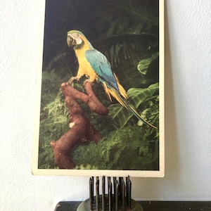 1940 Parrot Carte postale Inutilisée Real Life Parrot Nature