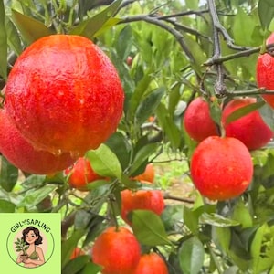 May include: Vibrant red-orange citrus fruit hanging from a tree with green leaves. The image shows several ripe oranges, some with water droplets, suggesting recent rain. The fruit appears juicy and fresh, with a natural, outdoor setting. The image includes a logo in the bottom left corner.