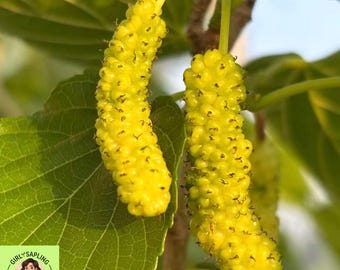 Himalayan White Mulberry Tree – Long Golden Berries, Non-Staining Fruit Sapling