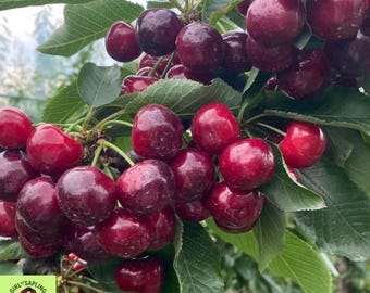 Sweet Cherry Tree – Self-Pollinating, High Sugar Content Sapling