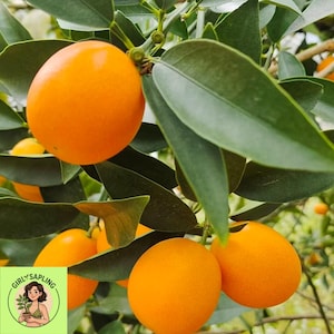 May include: Close-up of a kumquat tree branch with several bright orange fruits and green leaves. The fruits are round and smooth, with a vibrant color. The leaves are a deep green, creating a contrast with the fruit.