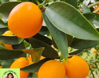 Plántula de kumquat dulce Meiwa - ¡Cómete la cáscara! - Flores fragantes y frutos comestibles - Perfecta para macetas de patio - Planta viva