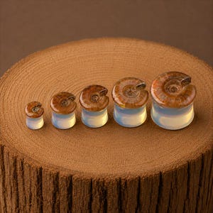 May include: A set of five ear plugs arranged in increasing size order. Each plug features a translucent white base and a top inlay made of a brown, spiral-shaped ammonite fossil. The plugs have a smooth, cylindrical shape with a flared edge.