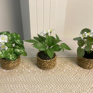 Op de afbeelding: Drie kleine potplanten met groene bladeren en witte bloemen. De planten staan in ronde, geweven manden. De planten zijn gerangschikt op een crèmekleurig, kantachtig tafelkleed. De achtergrond is een effen, lichtgekleurde muur.