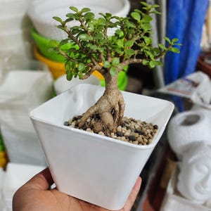 Weißer Kunststoff-Pflanztopf (4er-Pack) 12,5 cm | Kleiner quadratischer Pflanztopf | Pflanzgefäß für drinnen und draußen | Minimalistischer Topf für Haus und Garten | Anzuchttopf