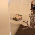 Jumping Spider Log Ledge | Magnetic Tree Platform for Spider Enclosure | Woodland Decor product logo