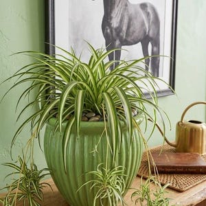 May include: A spider plant with long, thin, green and white variegated leaves growing in a round, ribbed, light green ceramic pot. The plant has several small offshoots hanging over the sides of the pot, which sits on a natural wood console table.