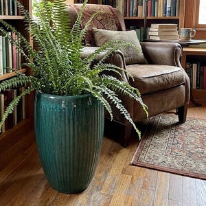 May include: A large, deep teal ceramic planter with a vertical ribbed texture holds a lush green fern. The planter is positioned on a wooden floor in front of a brown leather armchair and tall wooden bookshelves filled with many books.
