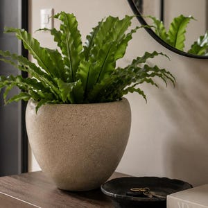 May include: A vibrant green fern plant in a speckled beige, rounded ceramic planter. Next to it sits a black shallow bowl containing keys, a ribbed glass candle holder with a lit candle, and two books titled AD at 100 and LIVE BEAUTIFULLY.